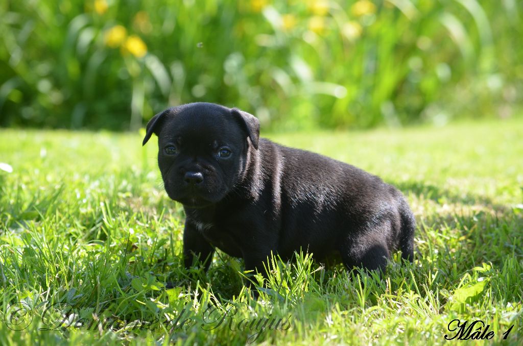 Du Domaine De Roujus - Chiot disponible  - Staffordshire Bull Terrier