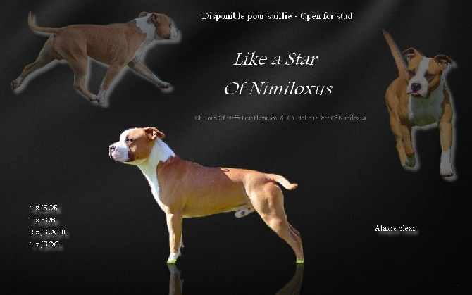 Du Domaine De Roujus - Like a Star Of Nimiloxus disponible pour saillie