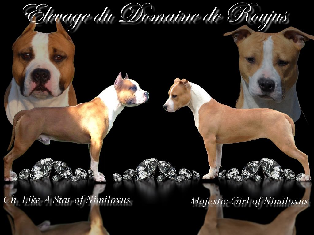 Du Domaine De Roujus - American Staffordshire Terrier - Portée née le 13/02/2018