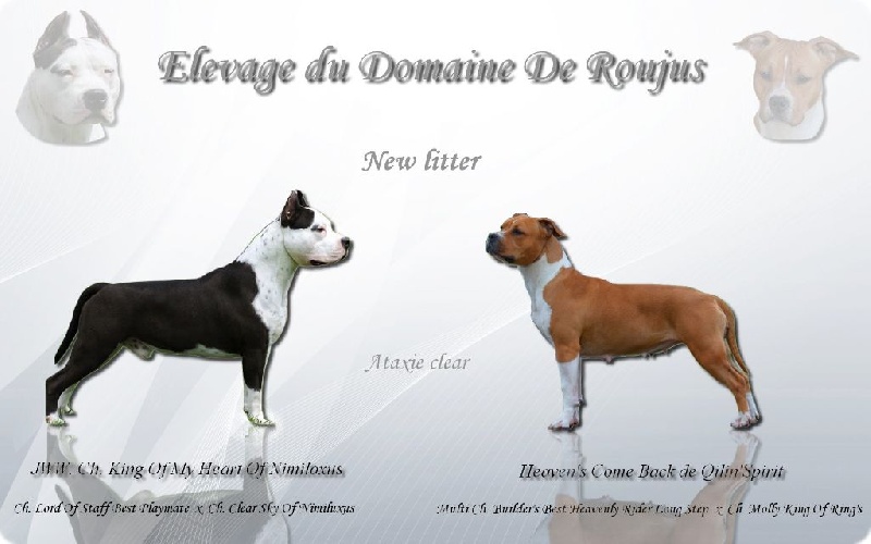 Du Domaine De Roujus - American Staffordshire Terrier - Portée née le 13/01/2015