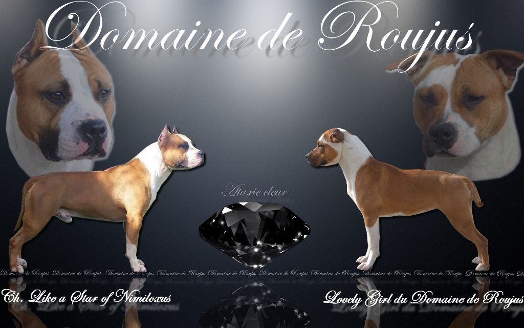 Du Domaine De Roujus - American Staffordshire Terrier - Portée née le 25/11/2018