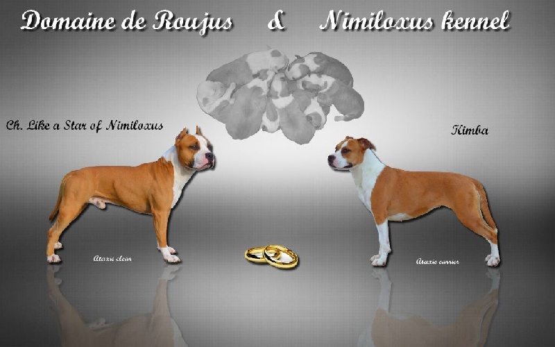 Du Domaine De Roujus - American Staffordshire Terrier - Portée née le 05/10/2015