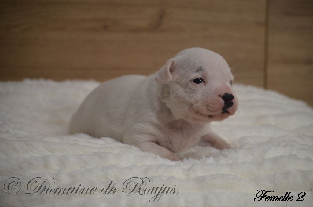 Du Domaine De Roujus - Chiot disponible  - Staffordshire Bull Terrier