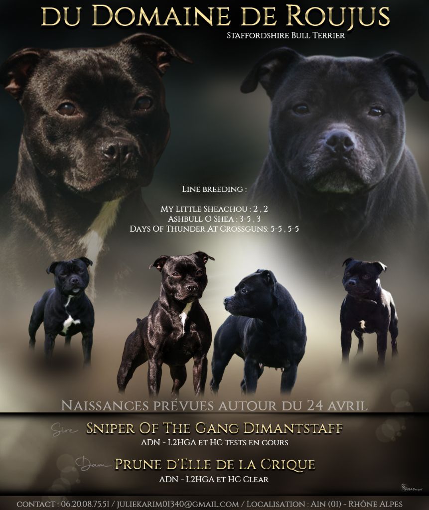 chiot Staffordshire Bull Terrier Du Domaine De Roujus