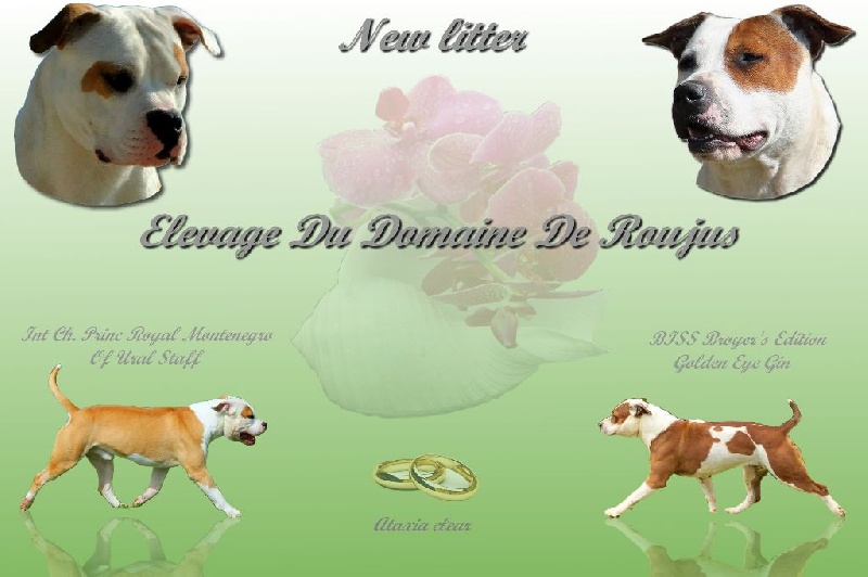 Du Domaine De Roujus - American Staffordshire Terrier - Portée née le 29/07/2015