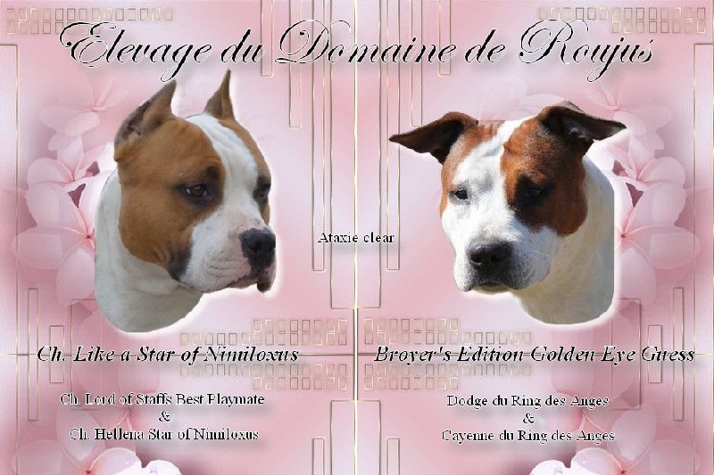 Du Domaine De Roujus - American Staffordshire Terrier - Portée née le 01/11/2016