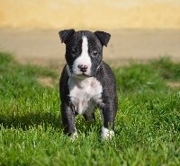 Du Domaine De Roujus - American Staffordshire Terrier - Portée née le 17/02/2020