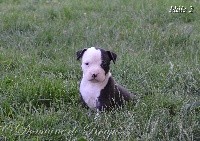 Du Domaine De Roujus - American Staffordshire Terrier - Portée née le 19/05/2017