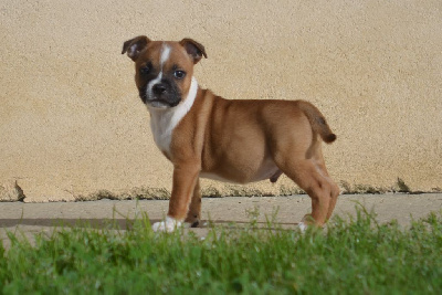 Du Domaine De Roujus - Staffordshire Bull Terrier - Portée née le 11/08/2023