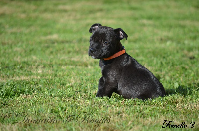 Du Domaine De Roujus - Staffordshire Bull Terrier - Portée née le 17/07/2024