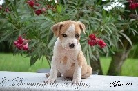 Du Domaine De Roujus - American Staffordshire Terrier - Portée née le 06/05/2021