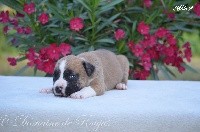 Du Domaine De Roujus - American Staffordshire Terrier - Portée née le 04/07/2019