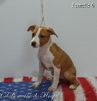 CHIOT