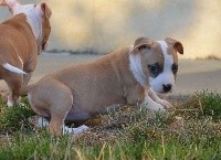 Du Domaine De Roujus - American Staffordshire Terrier - Portée née le 01/06/2018