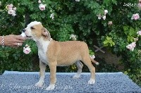 Du Domaine De Roujus - American Staffordshire Terrier - Portée née le 25/05/2017