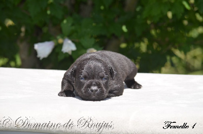 Du Domaine De Roujus - Staffordshire Bull Terrier - Portée née le 23/06/2022