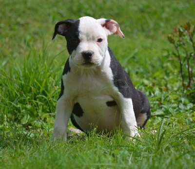 Du Domaine De Roujus - American Staffordshire Terrier - Portée née le 22/06/2021