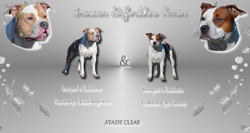 Du Domaine De Roujus - American Staffordshire Terrier - Portée née le 19/02/2014