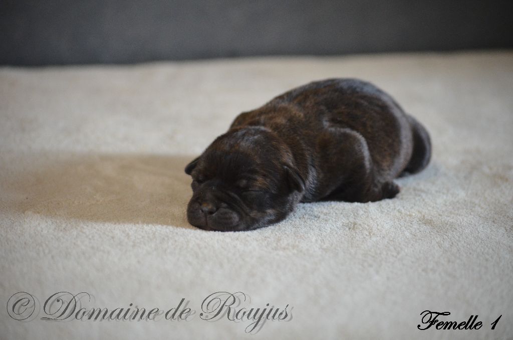 Du Domaine De Roujus - Chiot disponible  - Staffordshire Bull Terrier