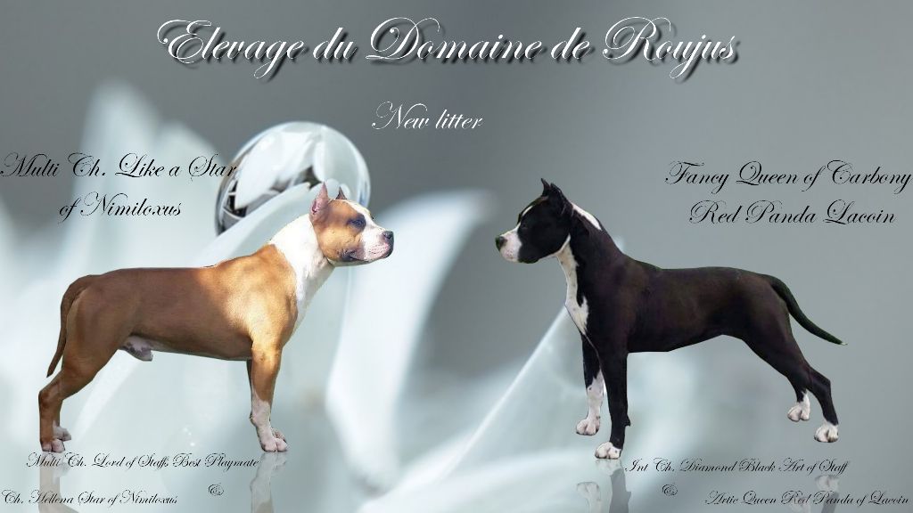 Du Domaine De Roujus - American Staffordshire Terrier - Portée née le 29/03/2017