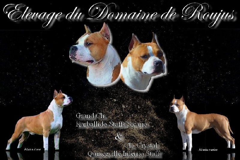 Du Domaine De Roujus - American Staffordshire Terrier - Portée née le 21/10/2016