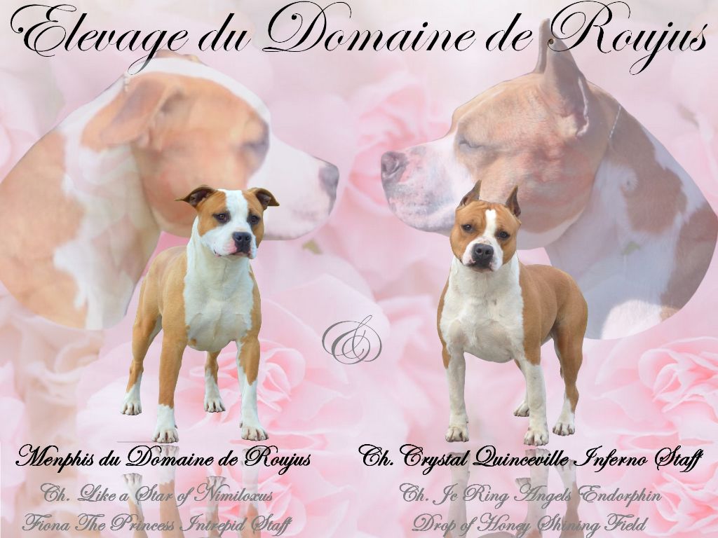 Du Domaine De Roujus - American Staffordshire Terrier - Portée née le 17/06/2019