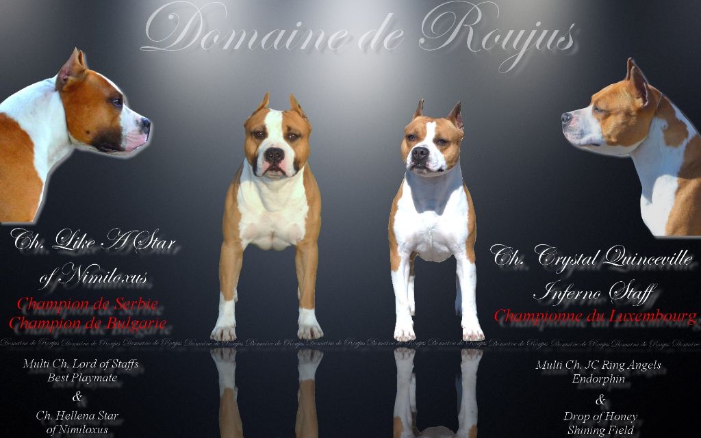 Du Domaine De Roujus - American Staffordshire Terrier - Portée née le 02/09/2017