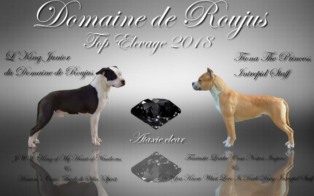 Du Domaine De Roujus - American Staffordshire Terrier - Portée née le 19/10/2019