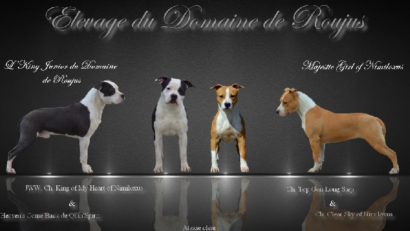 Du Domaine De Roujus - American Staffordshire Terrier - Portée née le 11/09/2016