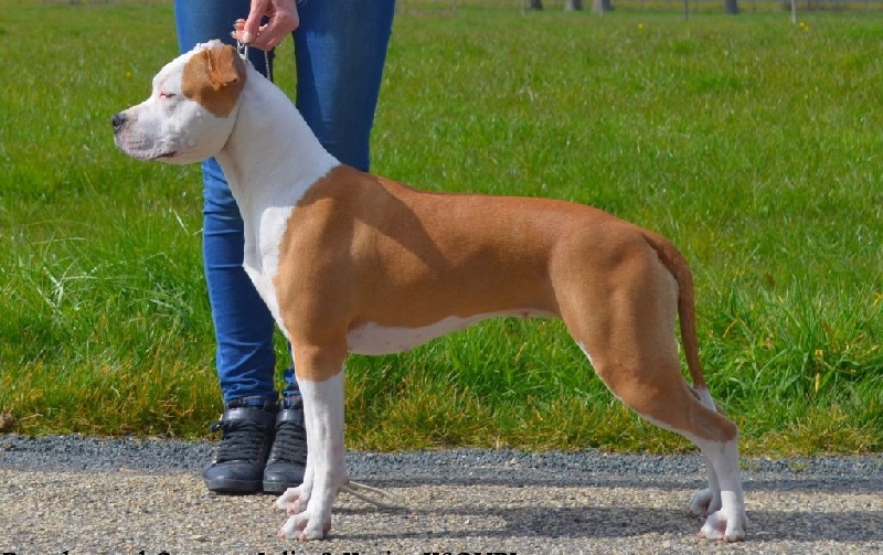 Jch. loona bella Du Domaine De Roujus