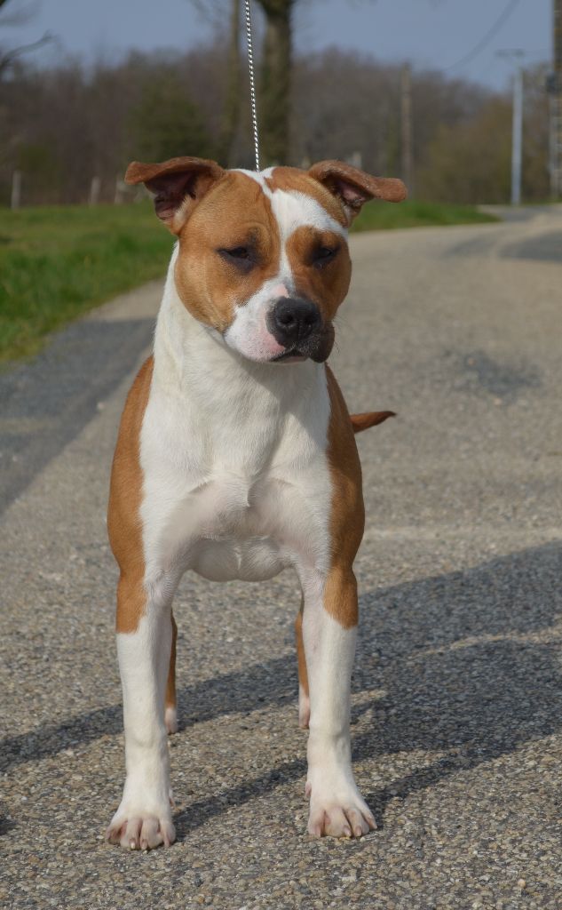 Lovely girl Du Domaine De Roujus