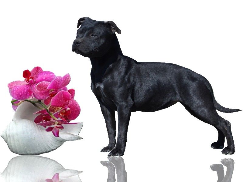Prada De La Griffe De Sheisma