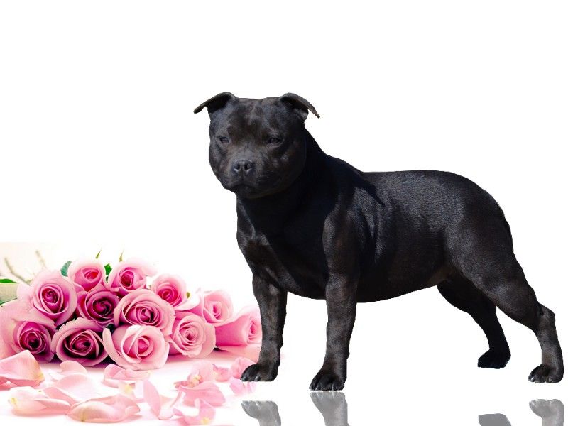 Nevada De Staffy Good Choice