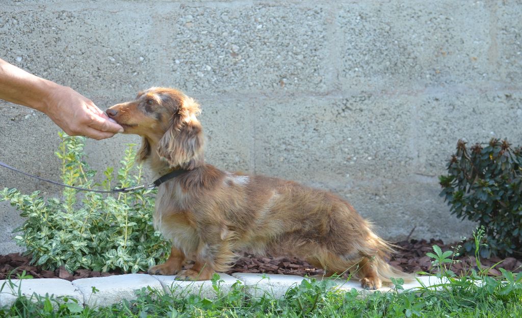 Vaïana Du Domaine De Roujus