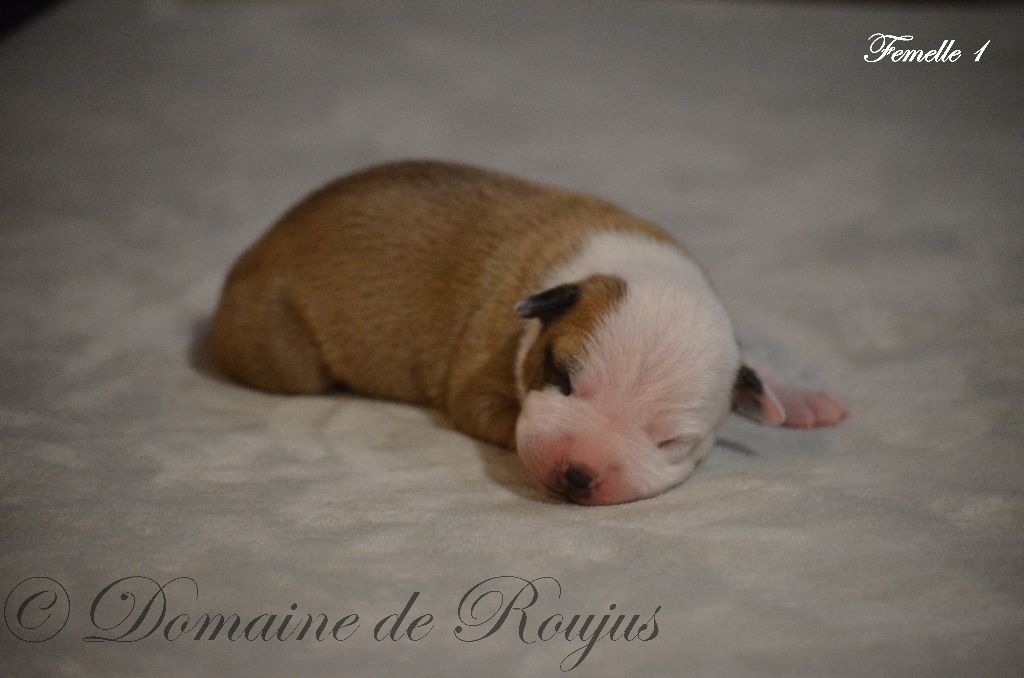 Du Domaine De Roujus - American Staffordshire Terrier - Portée née le 11/01/2021