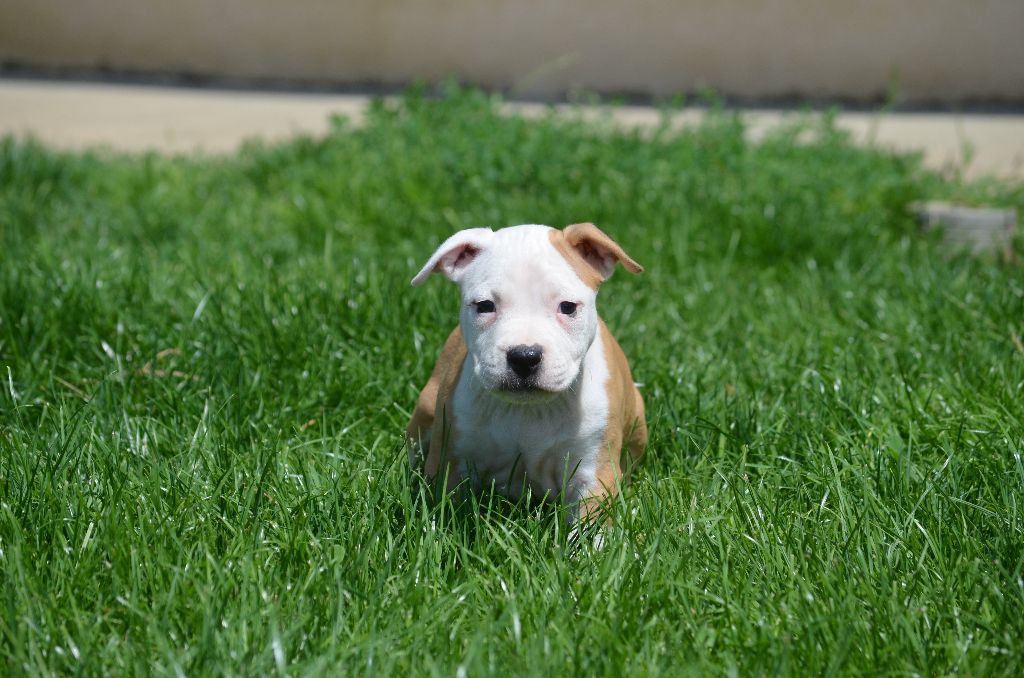 Du Domaine De Roujus - American Staffordshire Terrier - Portée née le 09/06/2021