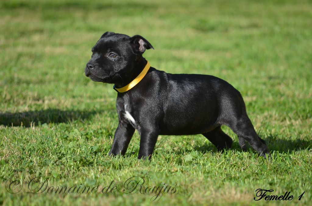 Du Domaine De Roujus - Staffordshire Bull Terrier - Portée née le 17/07/2024