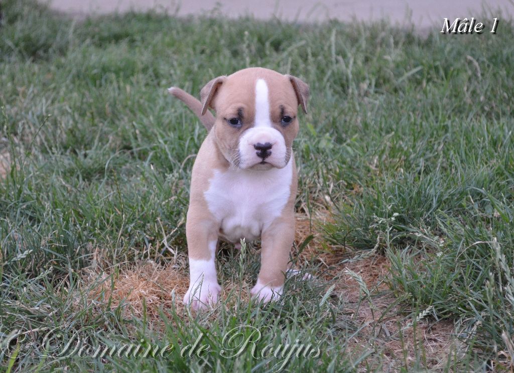Du Domaine De Roujus - American Staffordshire Terrier - Portée née le 19/05/2017