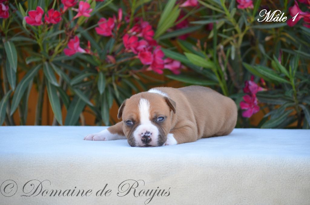 Du Domaine De Roujus - American Staffordshire Terrier - Portée née le 26/07/2020
