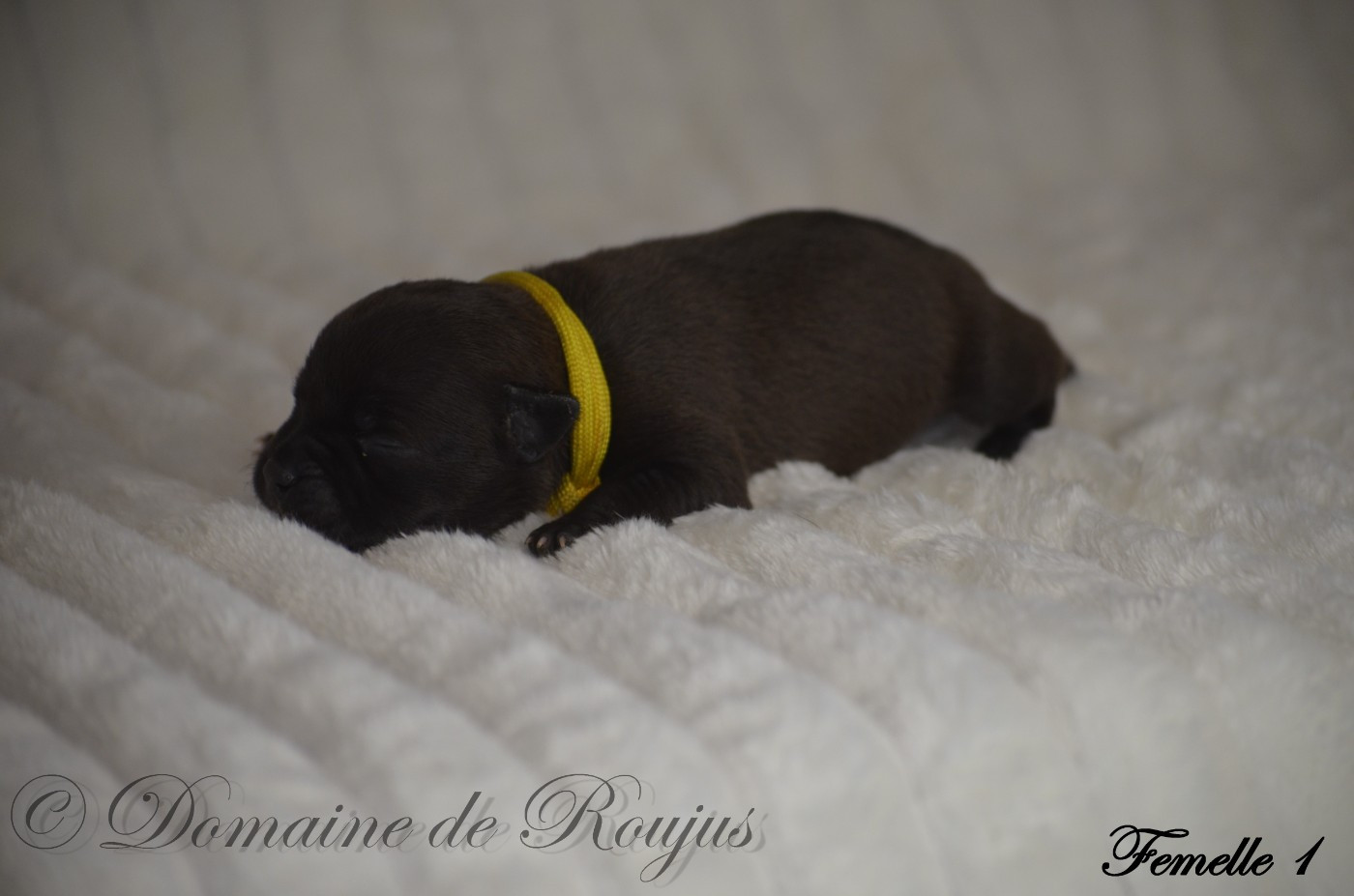 Du Domaine De Roujus - Chiots disponibles - Staffordshire Bull Terrier