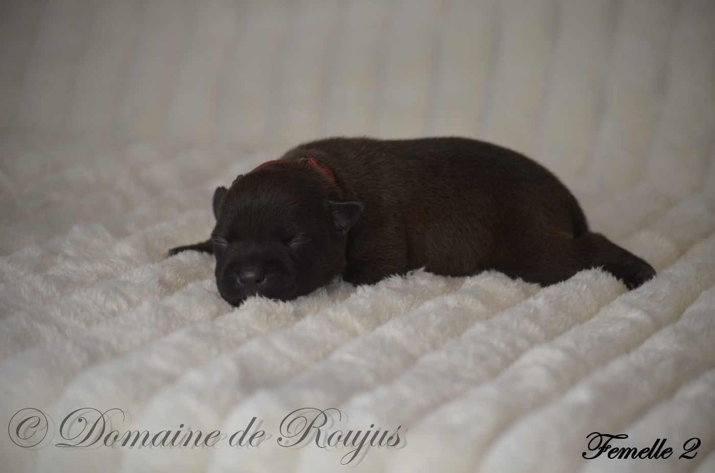 Du Domaine De Roujus - Chiots disponibles - Staffordshire Bull Terrier