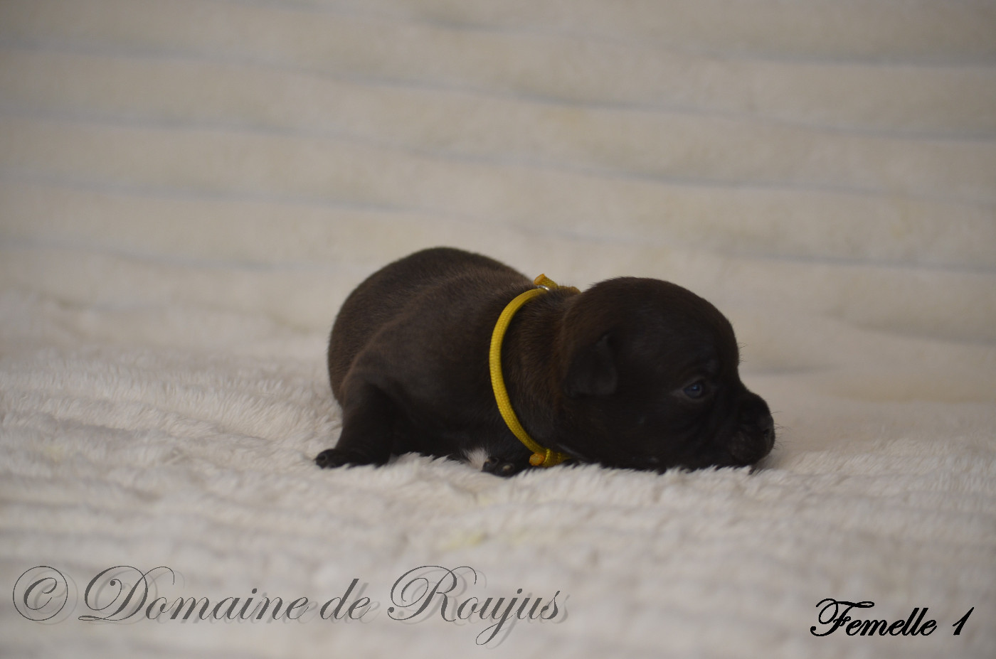 Du Domaine De Roujus - Chiots disponibles - Staffordshire Bull Terrier