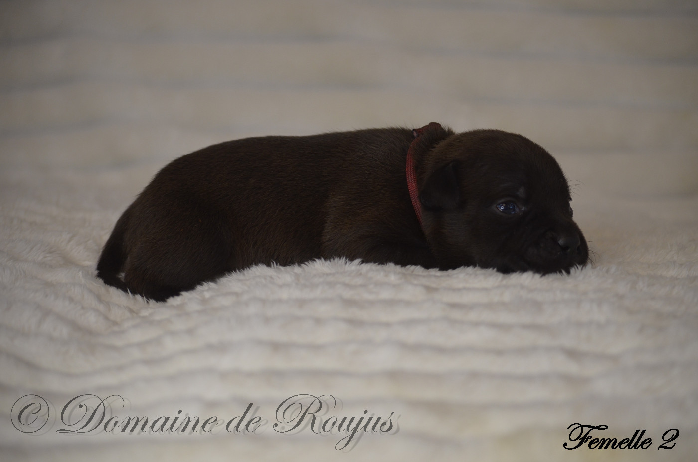 Du Domaine De Roujus - Chiots disponibles - Staffordshire Bull Terrier