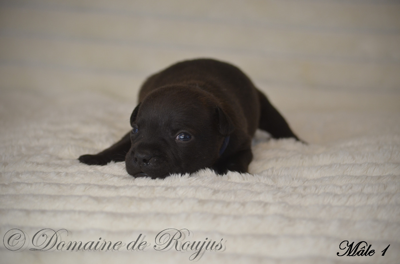 Du Domaine De Roujus - Staffordshire Bull Terrier - Portée née le 19/11/2025