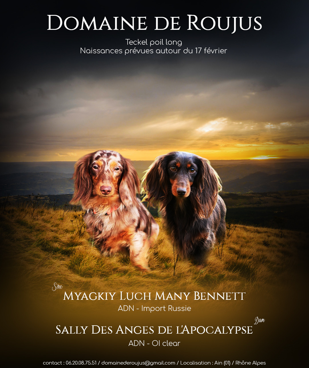 Du Domaine De Roujus - Teckel poil long - Portée née le 14/02/2026