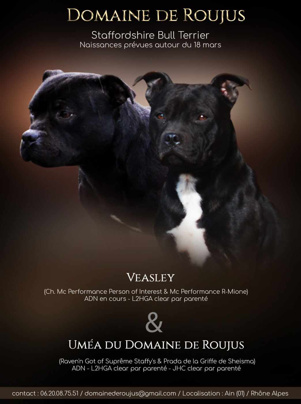 Chiot Staffordshire Bull Terrier Du Domaine De Roujus