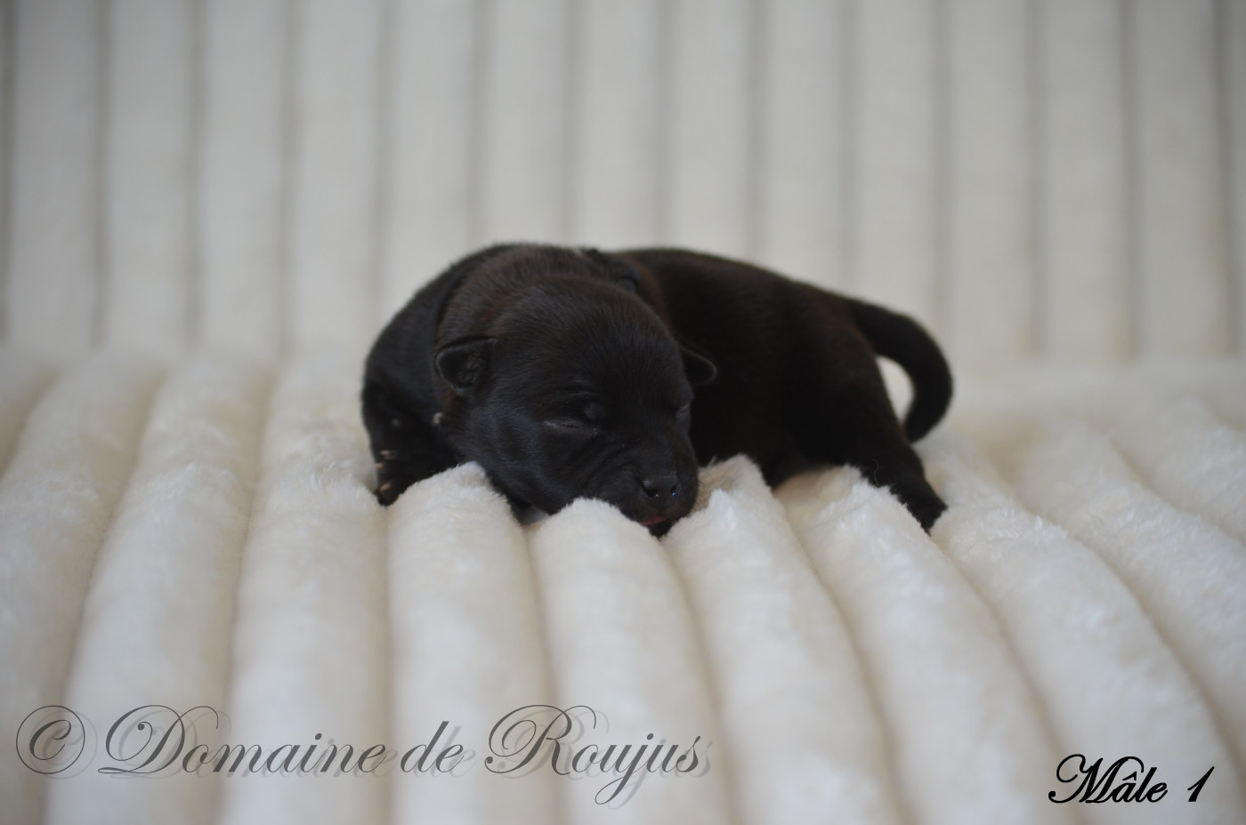Du Domaine De Roujus - Chiots disponibles - Staffordshire Bull Terrier