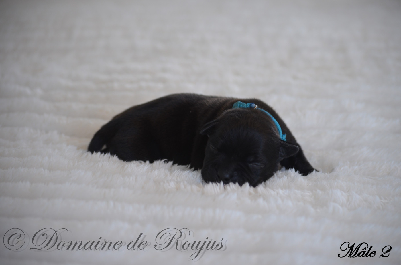 Du Domaine De Roujus - Chiots disponibles - Staffordshire Bull Terrier