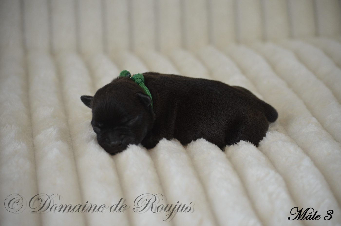 Du Domaine De Roujus - Chiots disponibles - Staffordshire Bull Terrier