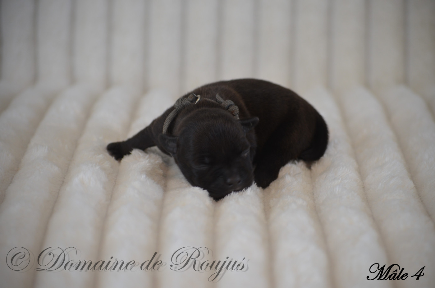 Du Domaine De Roujus - Chiots disponibles - Staffordshire Bull Terrier